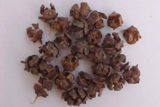 Cupressus Pod