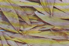 Curly Leaves