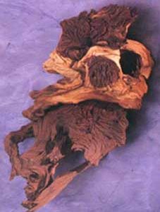 DRIFTWOOD