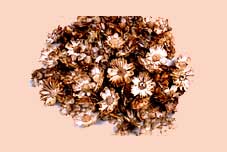 Daisy Skeleton