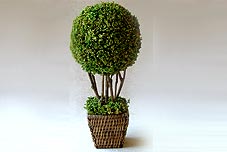 Dried Bouquets-0056