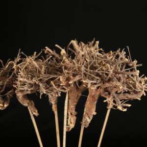 Dry Tree
