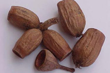 EUCALYPTUS BELLS