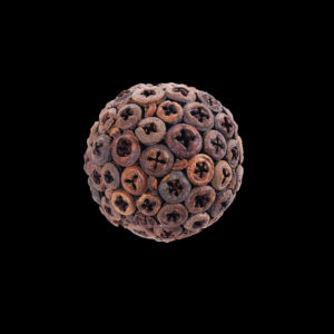 Eucalyptus Ball