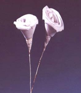 Exotic Rose