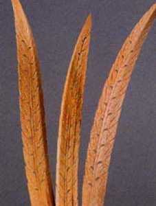 Feather Wood