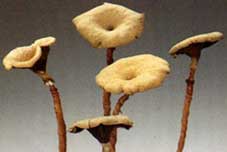 Flower Mushroom