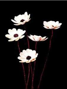 Flox Flower