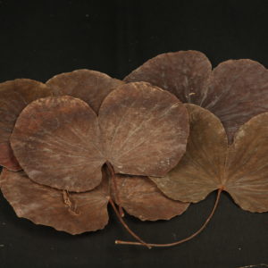 Folding Leaves