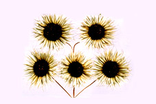 Grass Flower