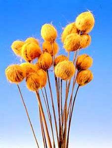 Header Flower