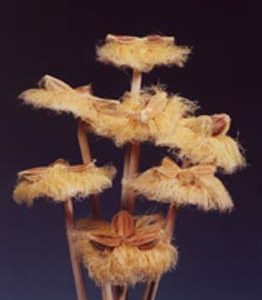 Hawana Flower