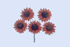 Hibiscus Daisy Sun