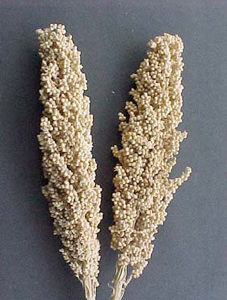 Indian Corn