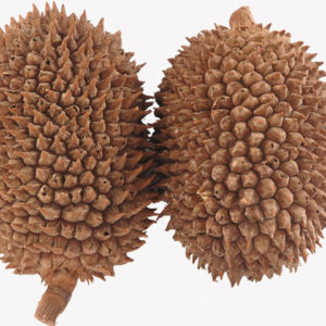 Jack Fruit
