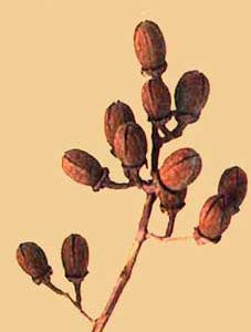 Jarul Flower