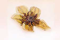 Jacaranda Flower