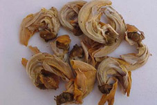 Kesu Flower