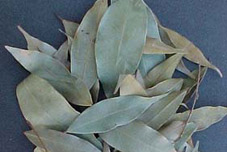 Krishna Leaves