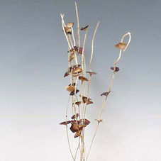 LATA STICK SALIX