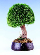LAVENDER TREE