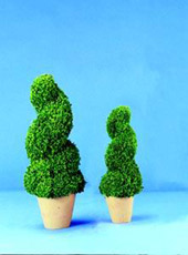 LICO TREE