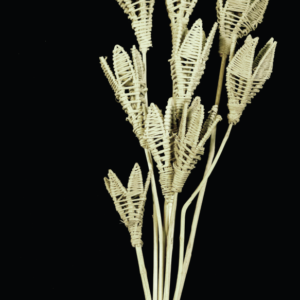 Lata Lily