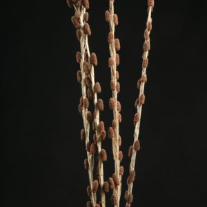 Lichi Stick