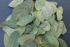 Lime Leaves