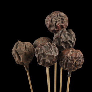 Liver Fruit