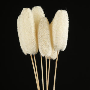 Luffa