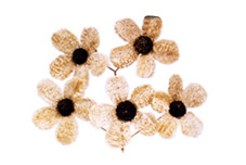 Luffa Belle