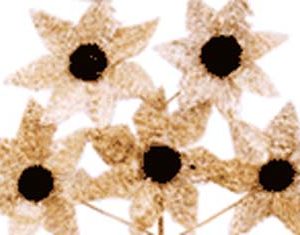 Luffa Star Flower