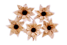 Luffa Sun Flower