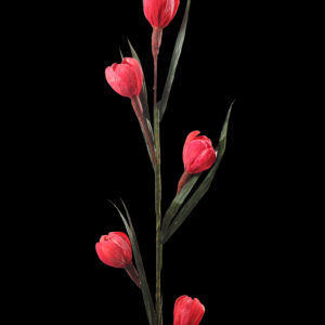 Maize Flower - 5 100cm Red