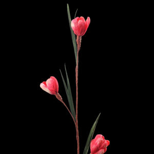 Maize Java Flower - 3 100cm Red