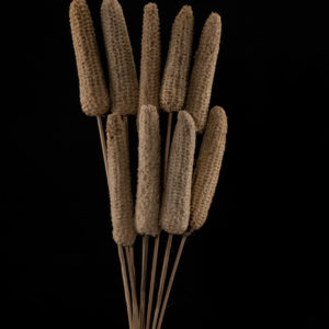 Maize