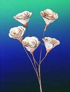 Merky Rose