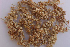 Milo Berries