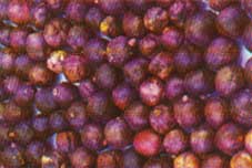 Ooty Pods