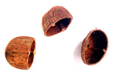 Palm Seed Cup