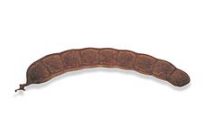 Pangra Bean