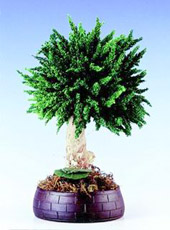 PHOENIX TREE