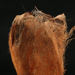 Palm Bakla