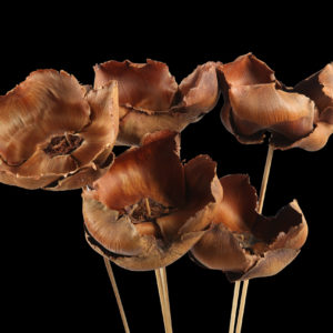 Palm Cap