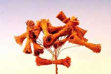 Palm Fibre Roll