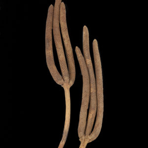 Palm Male 3 Finger
