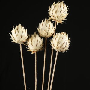 Palm Milkweed