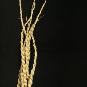 Palm Snake