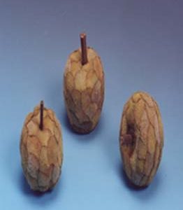 Pana Apple